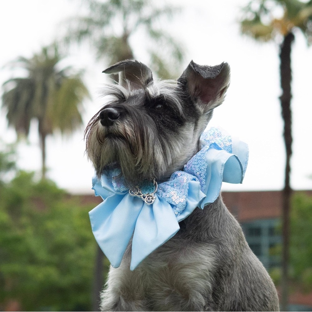 A Leading Role x Disney Cinderella Premium Pet Collar Size L